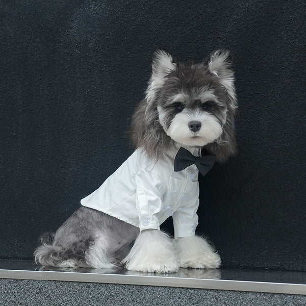 Four-Season Dog Shirt – Lapel Two-Leg Apparel