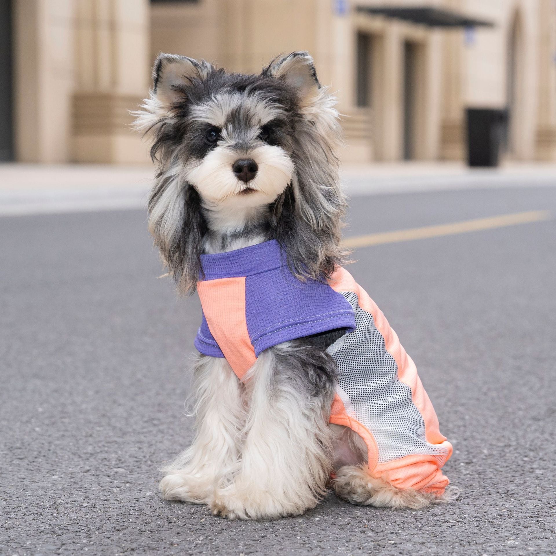Pet apparel, dog clothes, four-legged outfit, korean style spring/summer new arrival, 26-piece mesh sports four-leg suit