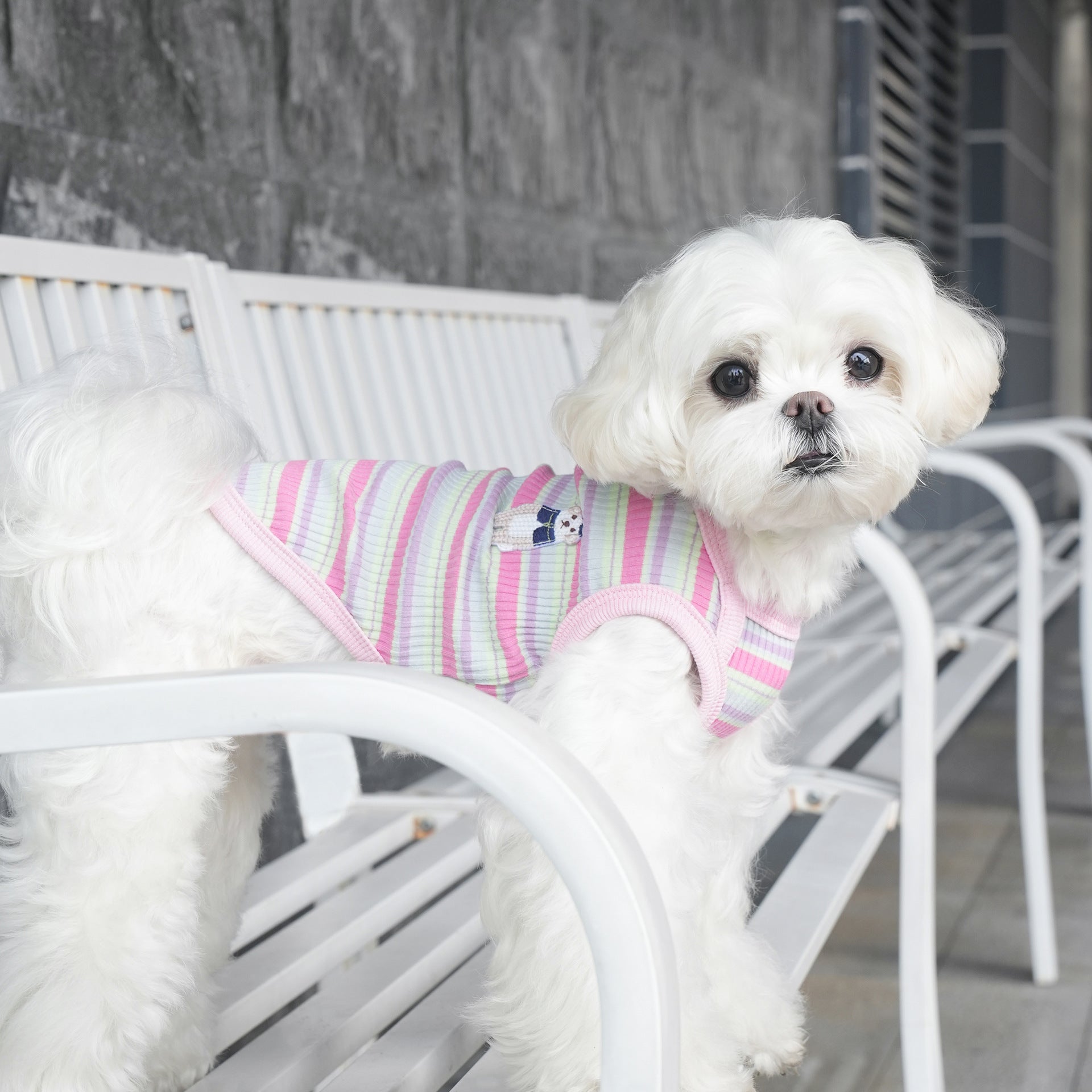 pet Spring Summer Striped Color Match Vest Teddy Schnauzer Bichon dog Clothes Wholesale