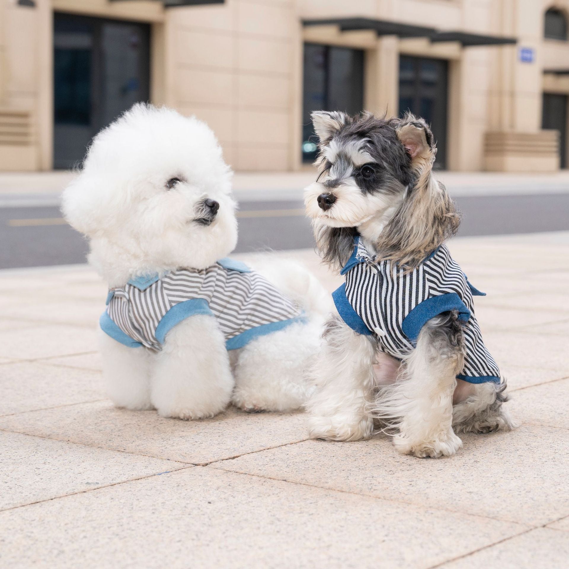 Pet clothes dog cat clothes breathable denim pet clothing spring and summer new pet 26 stripe denim jacket