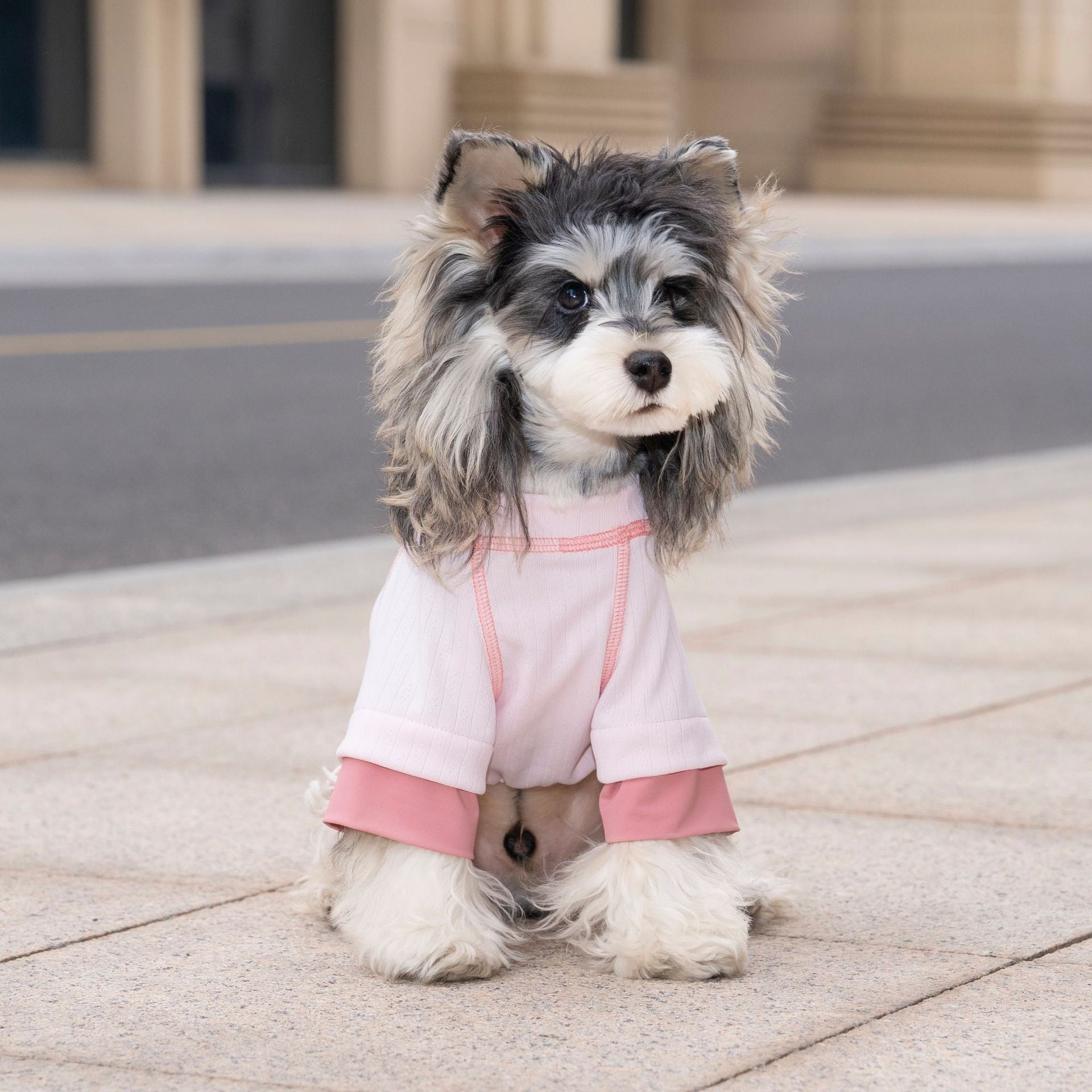 Pet apparel, dog clothes, four-legged outfit, korean style, new spring/summer collection, 26 ice cream print, four-legged design