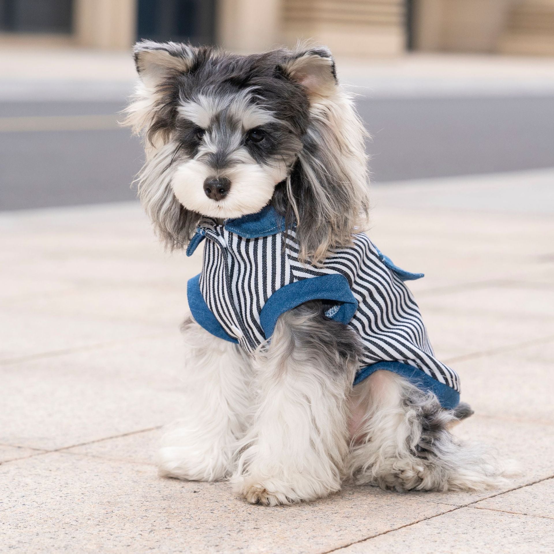 Pet clothes dog cat clothes breathable denim pet clothing spring and summer new pet 26 stripe denim jacket