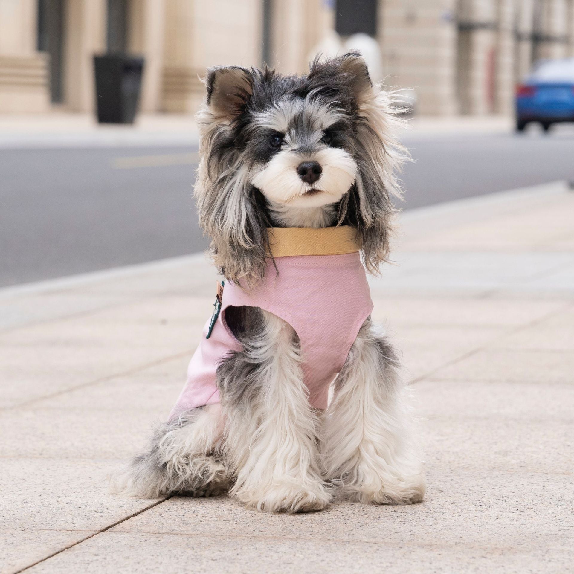 Pet clothes dog cat clothes pet clothing spring and summer new pet outwear 26 korean style washed outwear